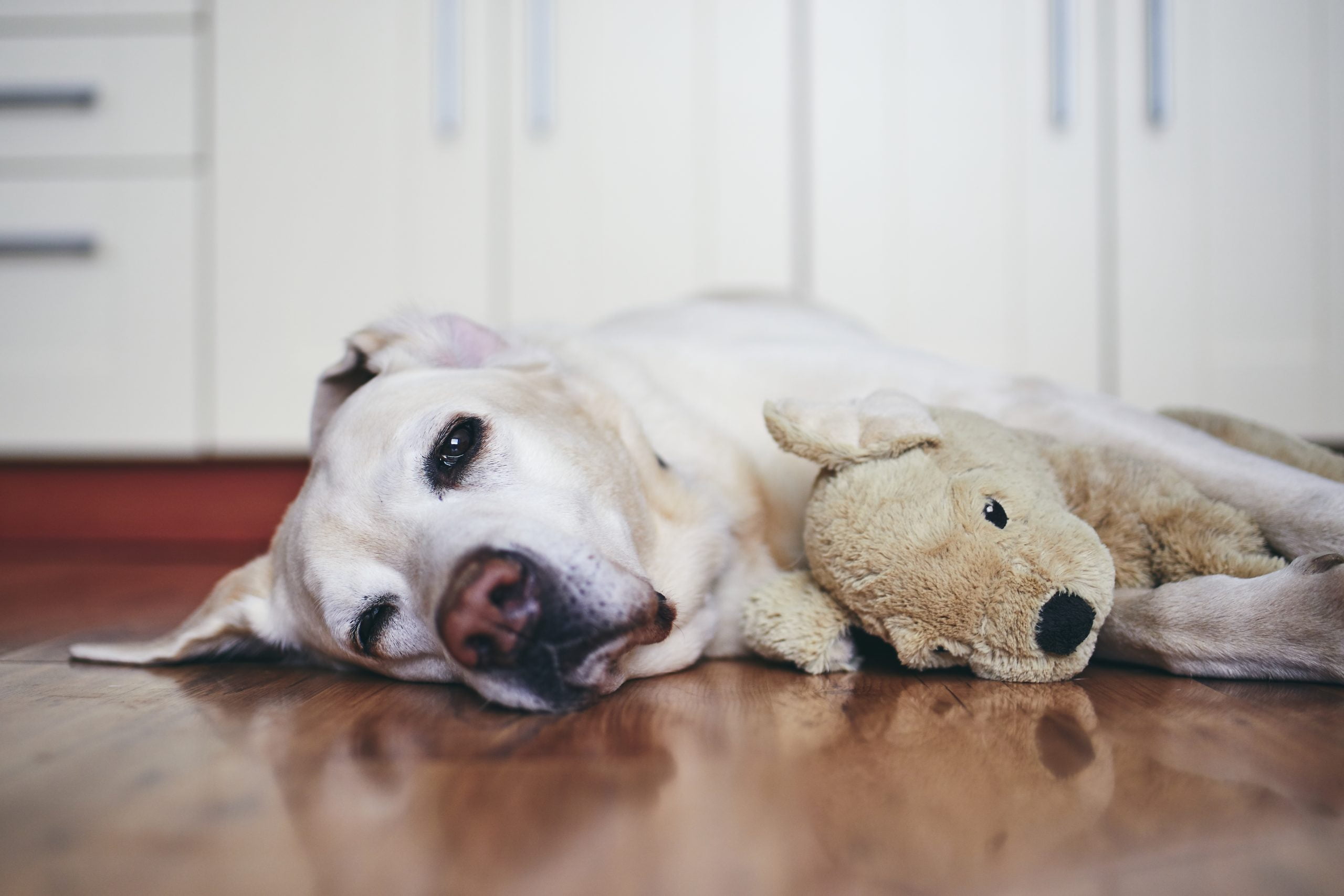 Labrador retriever resting with his plush toy